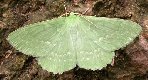 Large Emerald