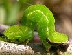 Dark Umber caterpillar