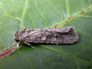 Small Mottled Willow