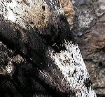 quiz pic 20