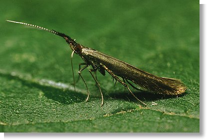 Coleophora mayrella