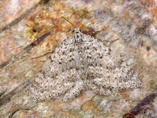 Mottled Grey