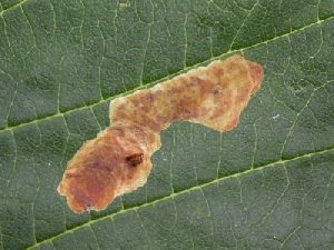 Cameraria ohridella