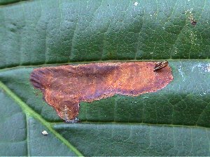 Cameraria ohridella
