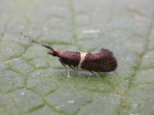 Eidophasia messingiella