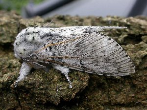 Puss Moth
