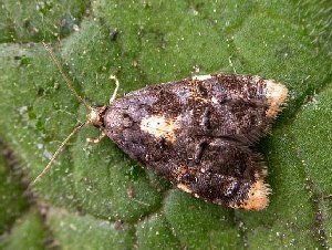 Spatalistis bifasciana