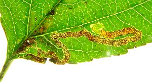 Stigmella oxyacanthella