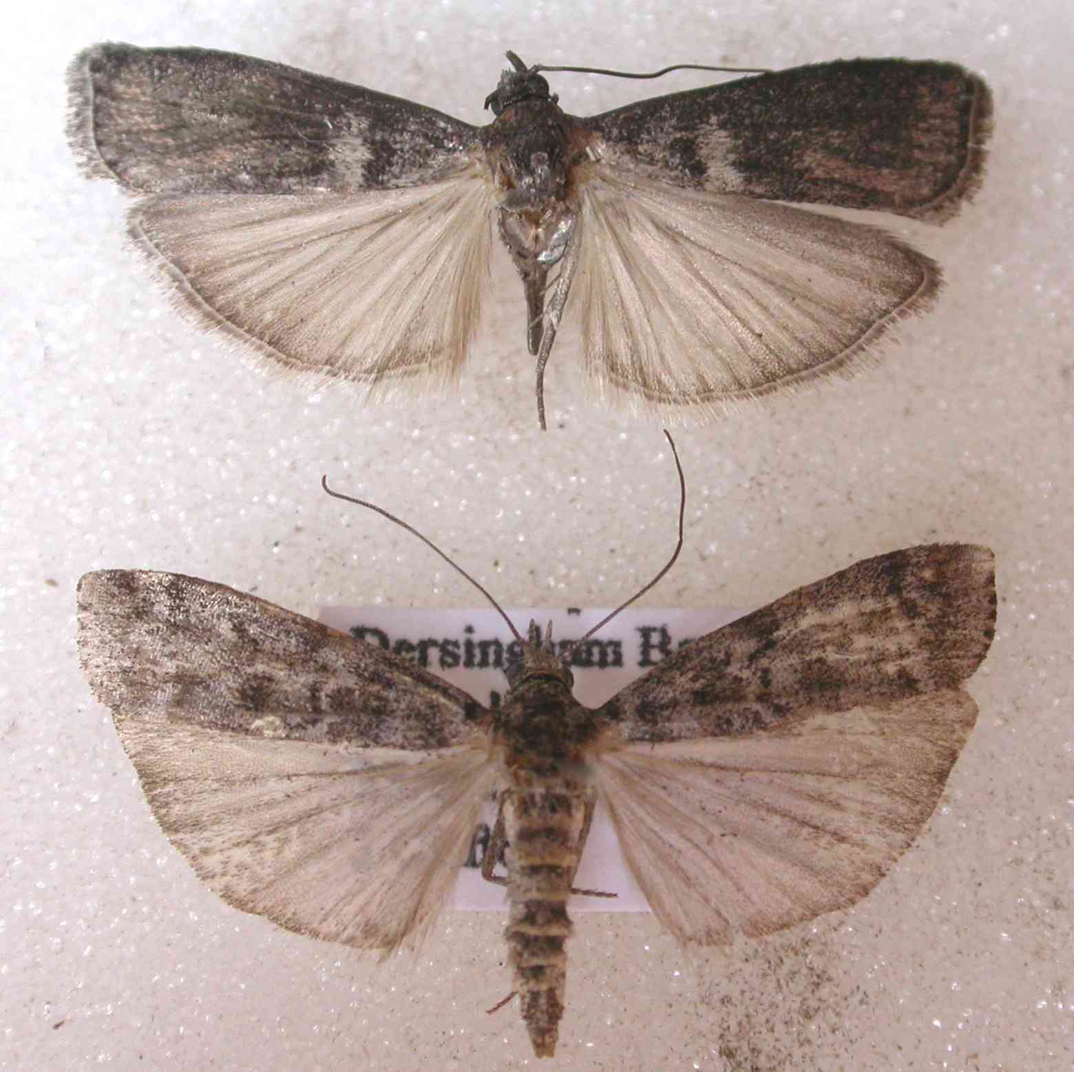Dioryctria simplicella