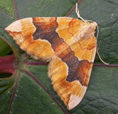 Barred Yellow