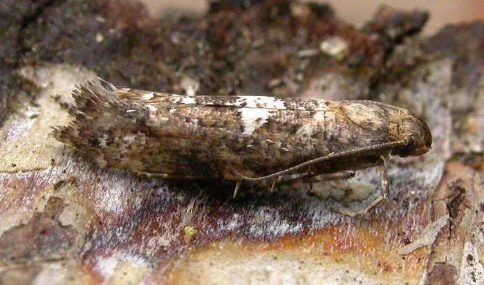 Acrolepiopsis assectella