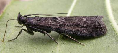 Pyla fusca