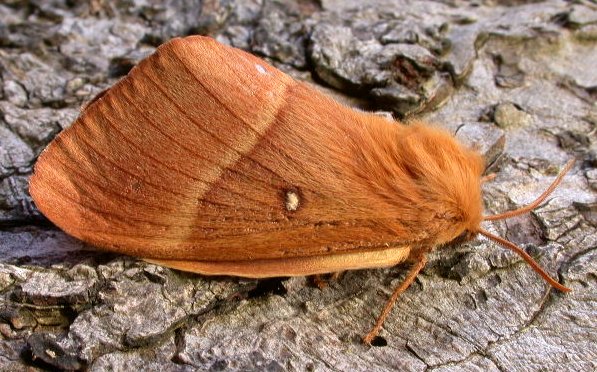 Oak Eggar