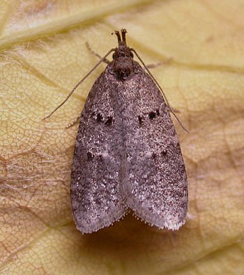 Luquetia lobella