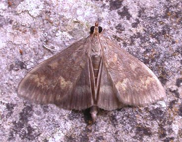 Ostrinia nubilalis