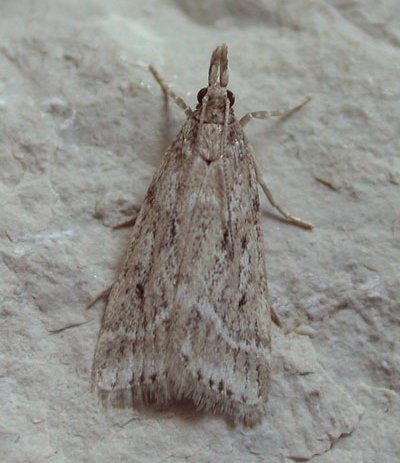 Eudonia pallida