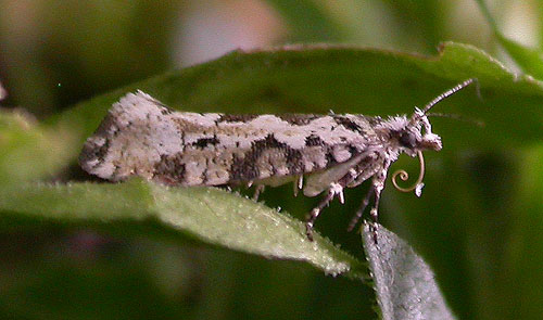 Ypsolopha sequella