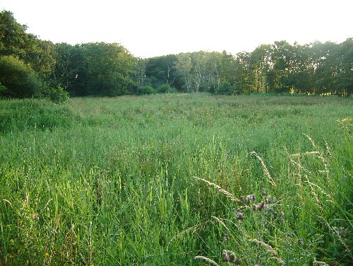 Redgrave Fen