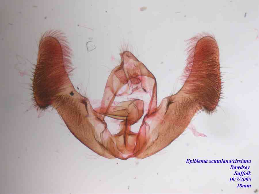 Epiblema scutulana/cirsiana genitalia