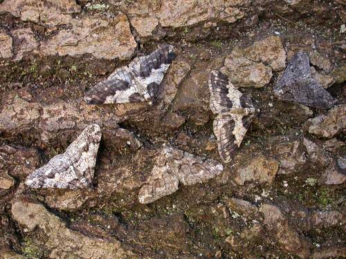 Lunar Yellow Underwing habitat