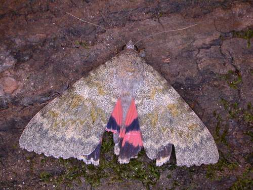 Catocala elocata
