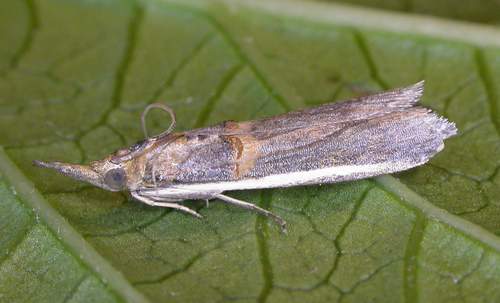 Etiella zinkernella
