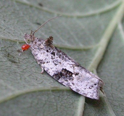 Apotomis lineana