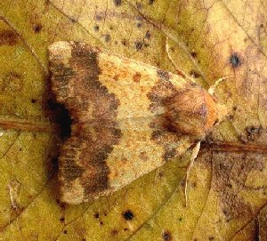 Barred Sallow