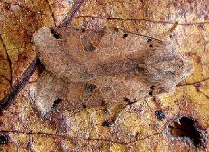 Brown-spot Pinion