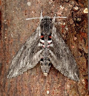 Convolvulus Hawk-moth