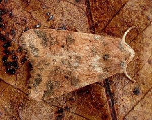 Dusky-lemon Sallow