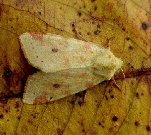 Sallow