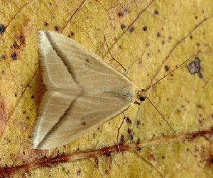 Vestal
