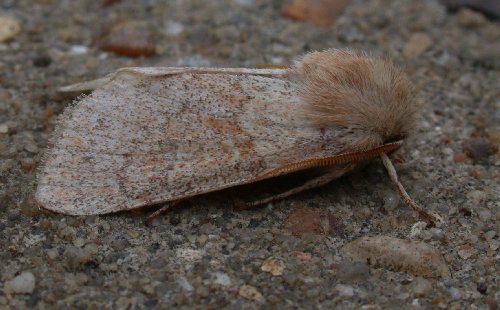 Blossom Underwing