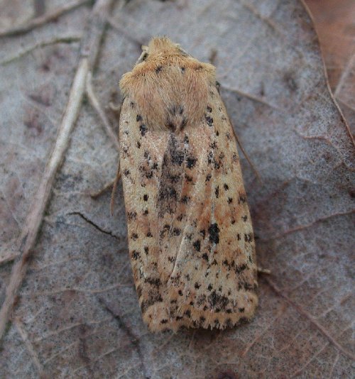 Dotted Chestnut