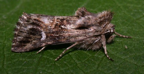 Toadflax Brocade