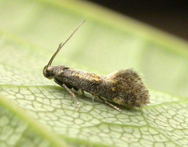 Chrysoesthia sexguttella