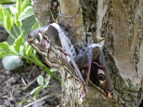 Mating Emperor Moths