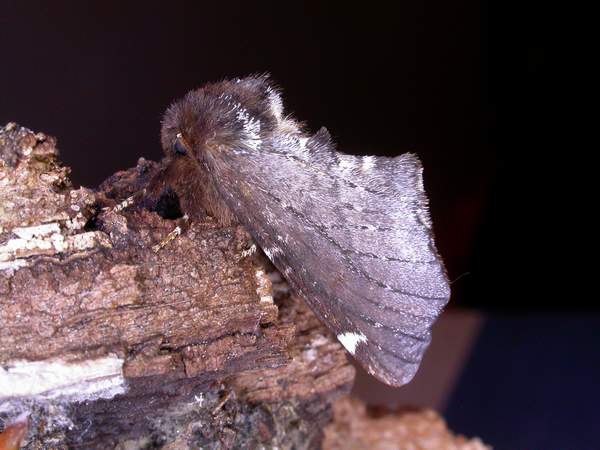 Scarce Prominent