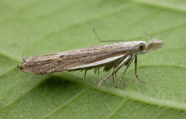 Sophronia semicostella