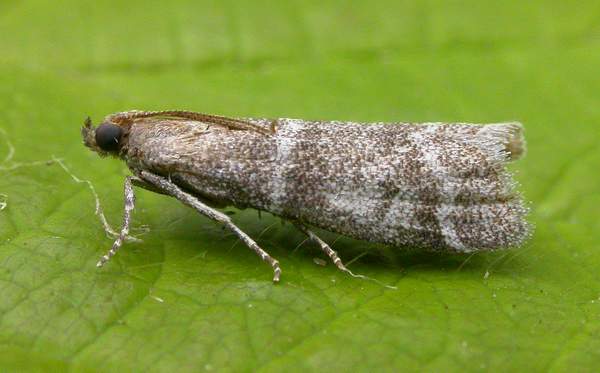 Vitula biviella