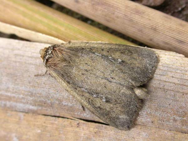 White-mantled Wainscot