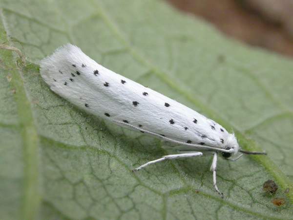 Yponomeuta cagnagella