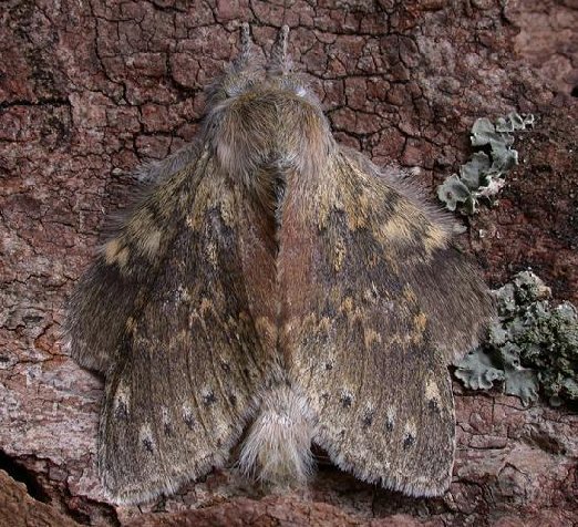 Lobster Moth