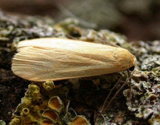 Orange Footman