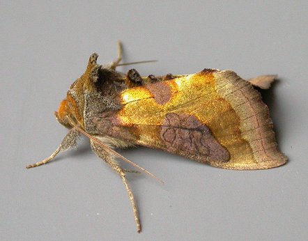 Burnished Brass