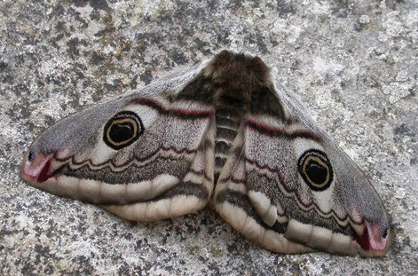 Female Emperor Moth