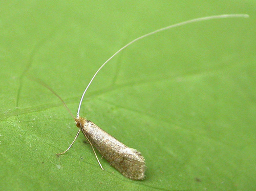 Nematopogon metaxella
