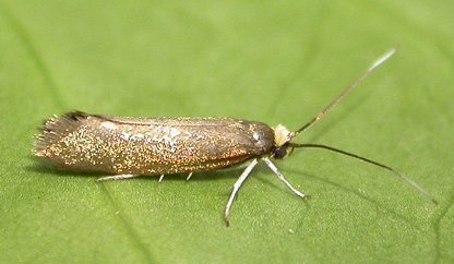 Roeslerstammia erxlebella