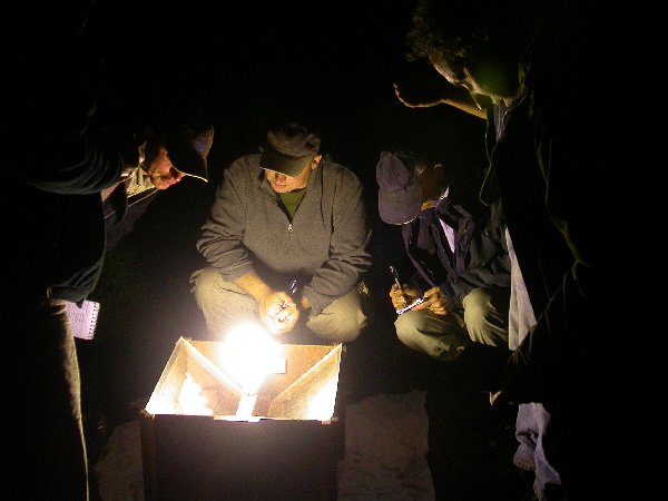 Around the moth trap